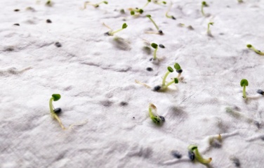 Logo trade corporate gifts image of: A6 wildflower seed paper sheet